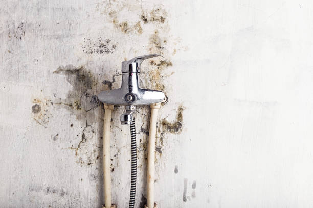 Best Mold Testing and Inspection Services in Charlotte Park, FL