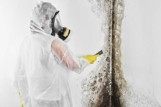 Best Residential Mold Remediation in Charlotte Park, FL