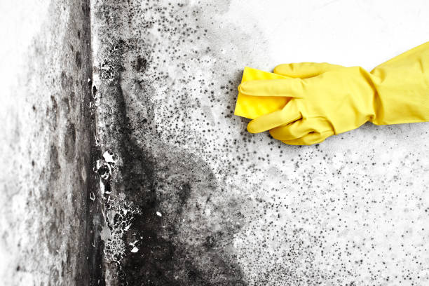 Best Bathroom Mold Remediation in Charlotte Park, FL