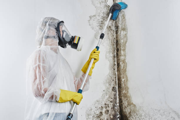 Best Kitchen Mold Remediation in Charlotte Park, FL