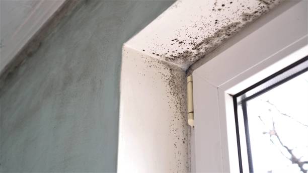 Best Emergency Mold Remediation in Charlotte Park, FL