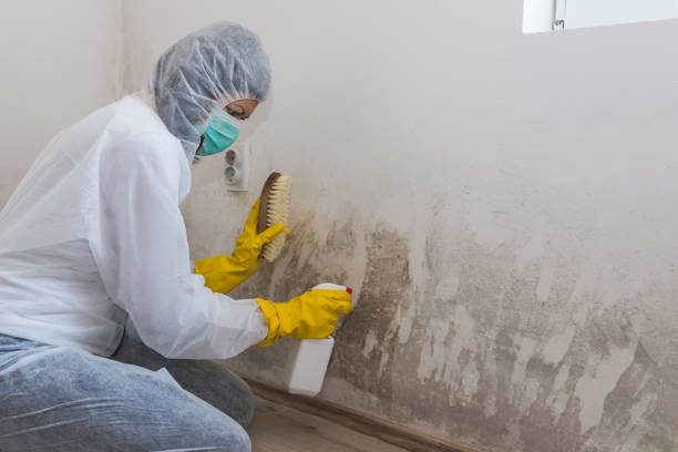 Best Attic Mold Remediation in Charlotte Park, FL