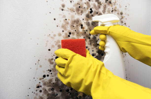 Best Attic Mold Remediation in Charlotte Park, FL