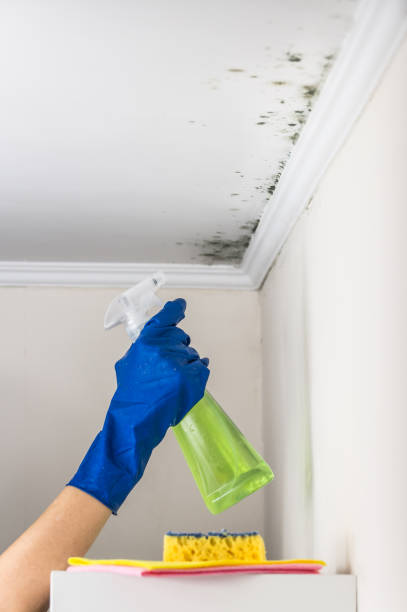 Best Black Mold Remediation in Charlotte Park, FL